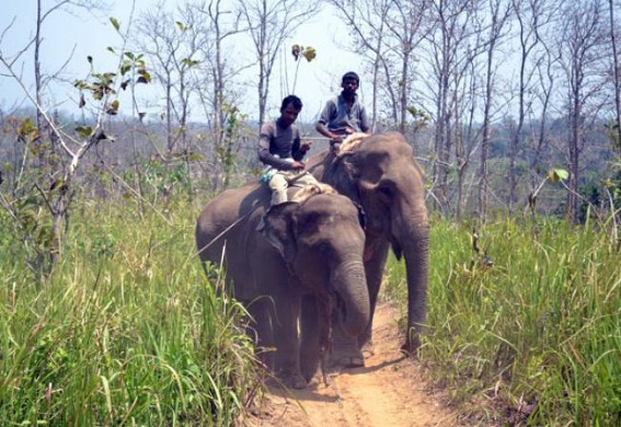 Elephants ransack houses at Teliamura